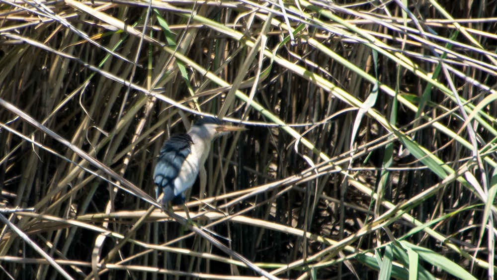 Little Bittern