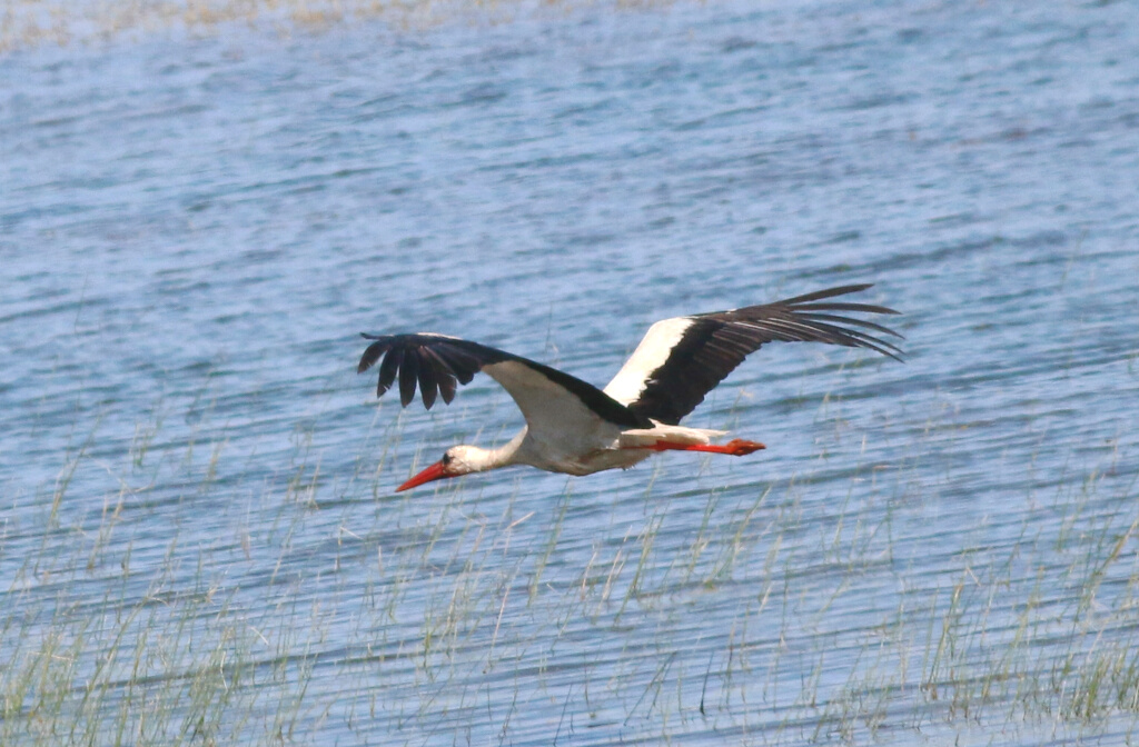 White Stork