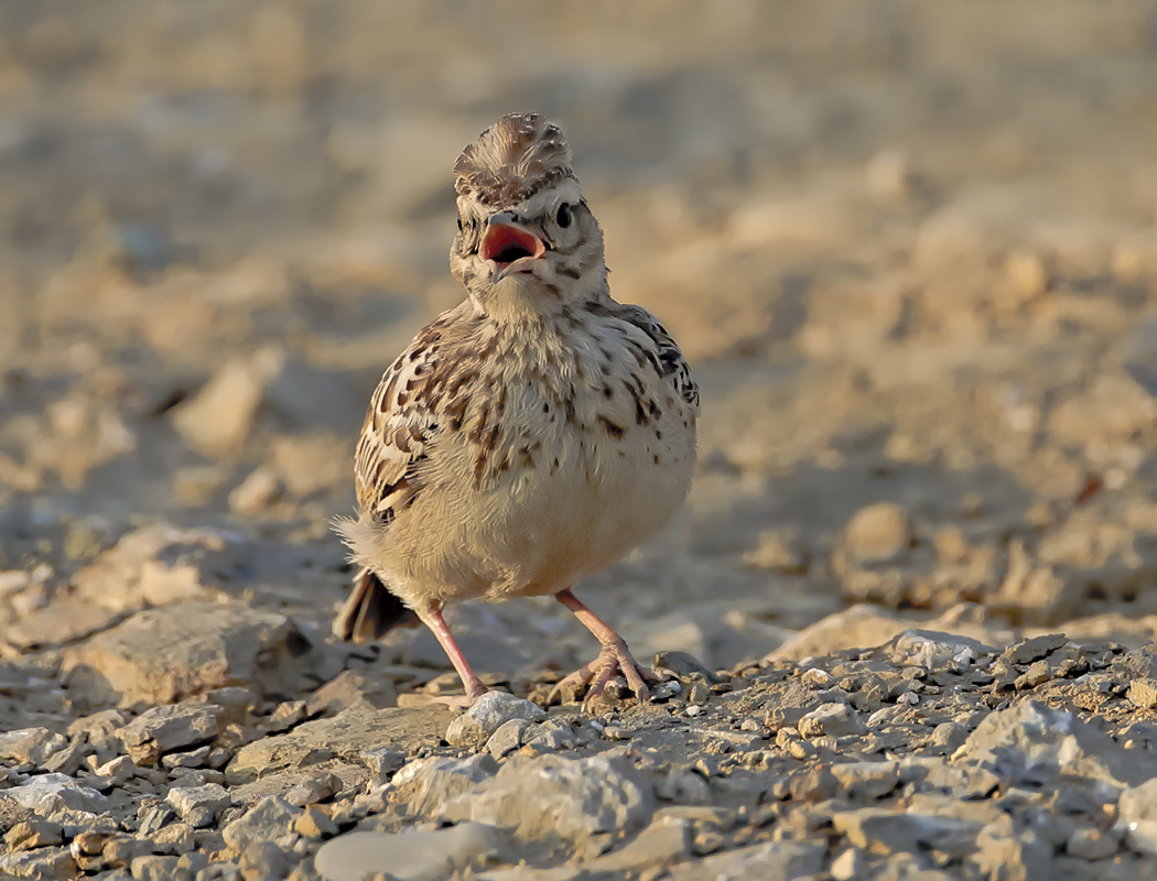 Woodlark
