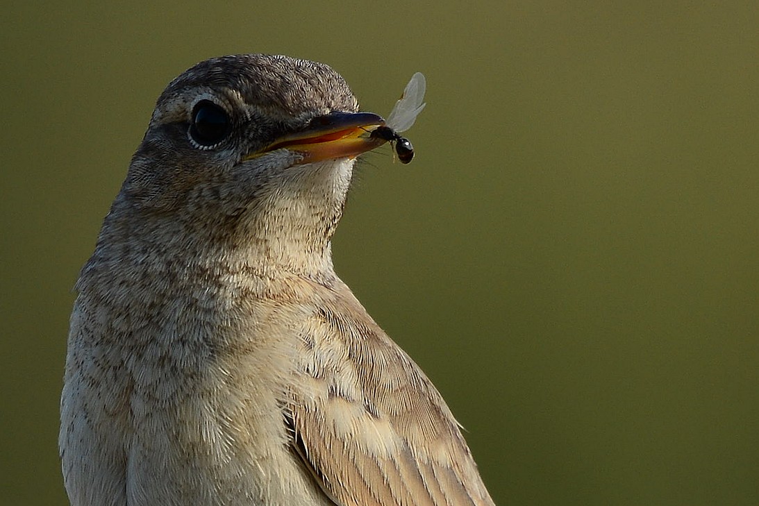 Isabelline Wheatear