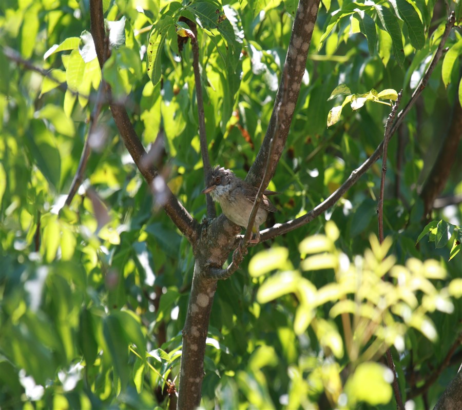 Common Whitethroat