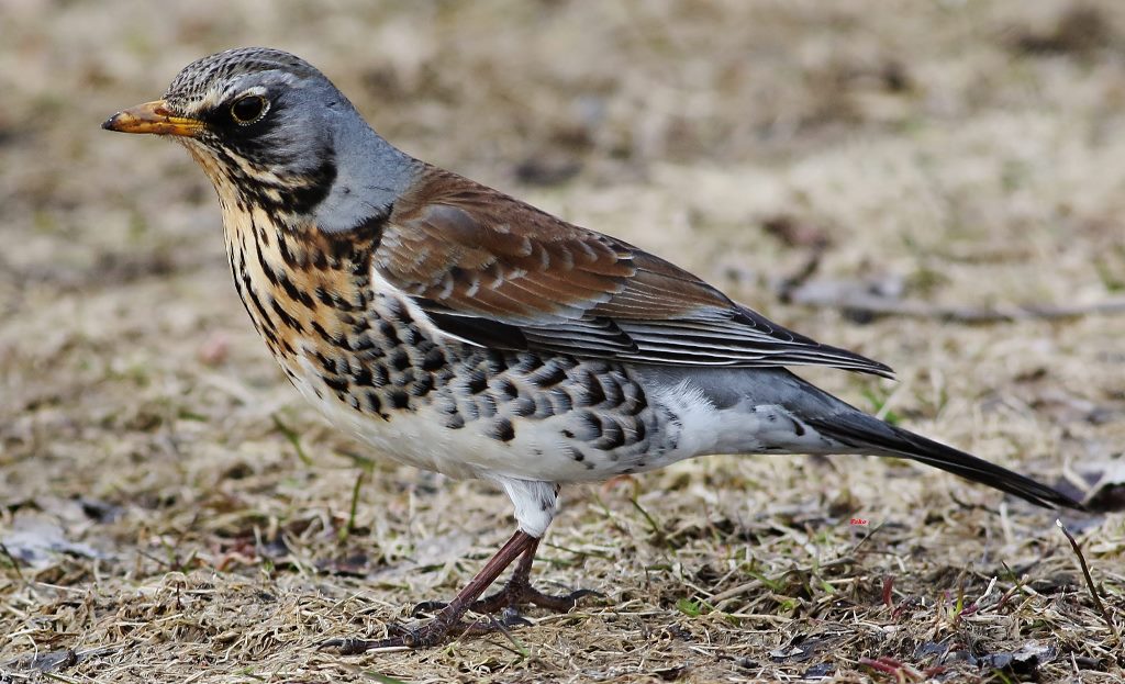 Fieldfare