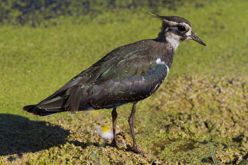 Northern Lapwing