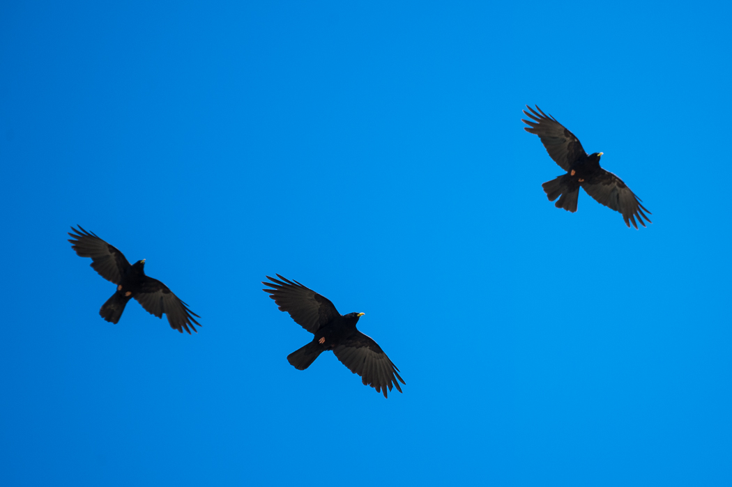 Alpine Chough