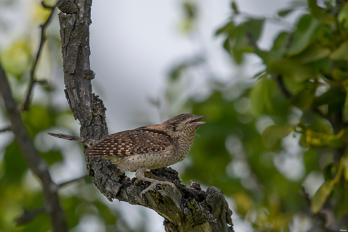 Eurasian Wryneck