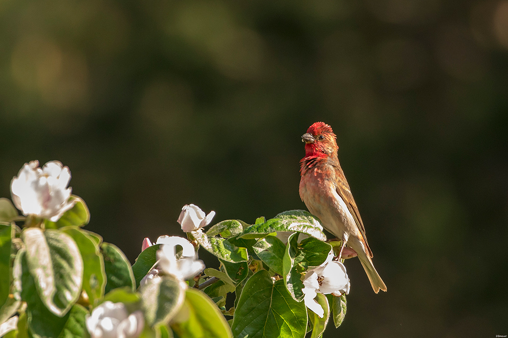 Common Rosefinch
