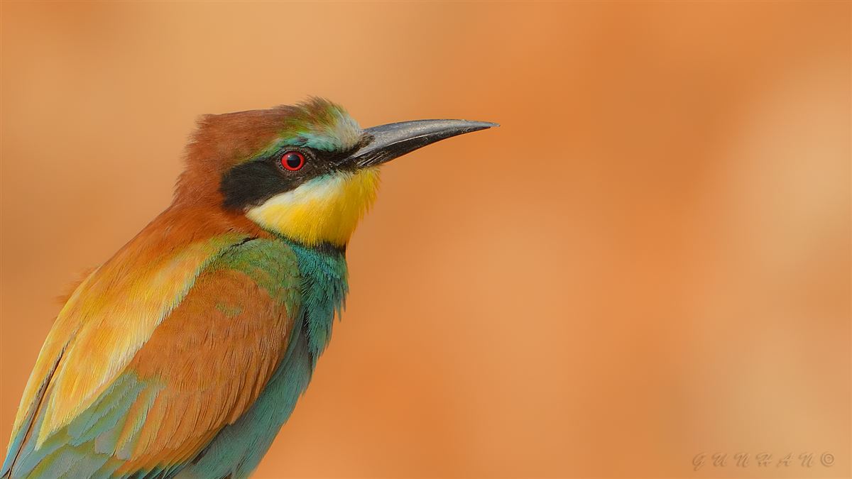 European Bee-eater