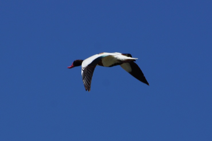 Common Shelduck