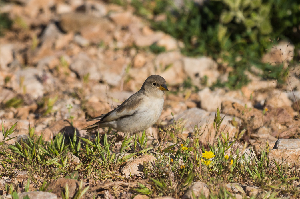 White-winged Snowfinch