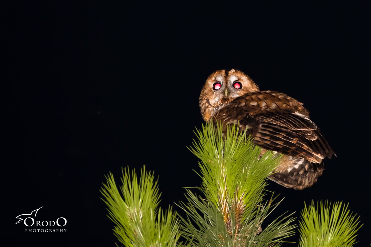 Tawny Owl