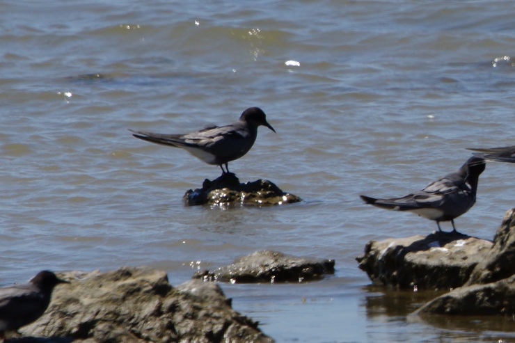 Black Tern