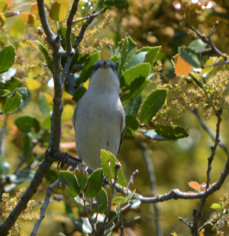 Lesser Whitethroat