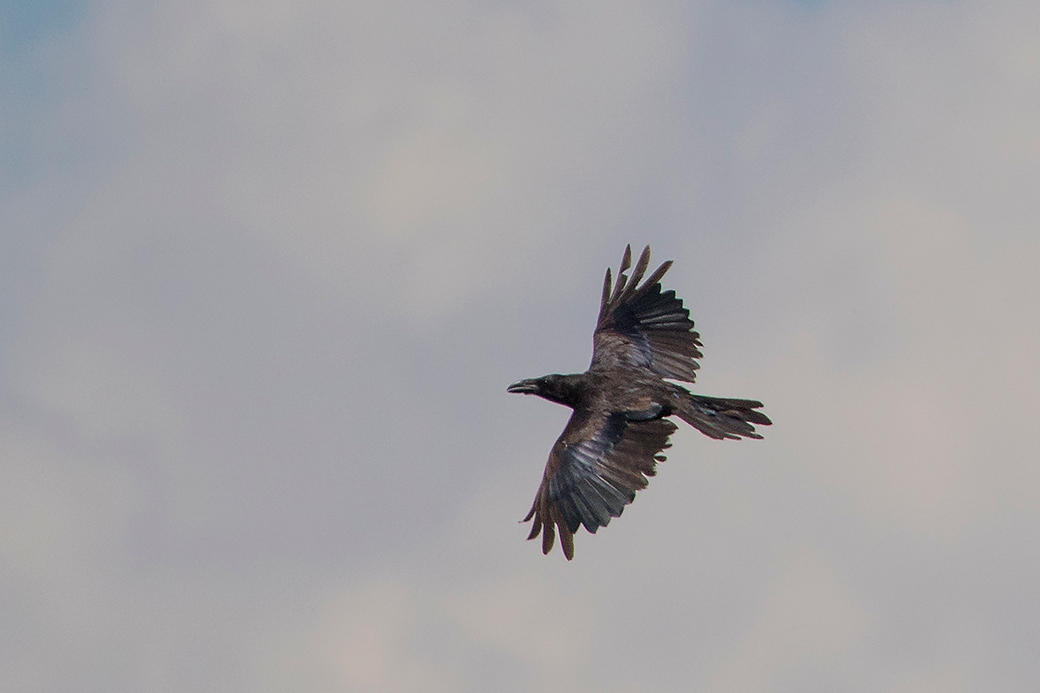 Northern Raven