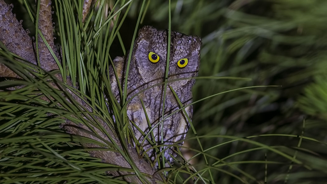 Eurasian Scops Owl