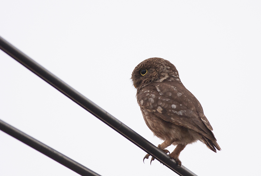 Little Owl