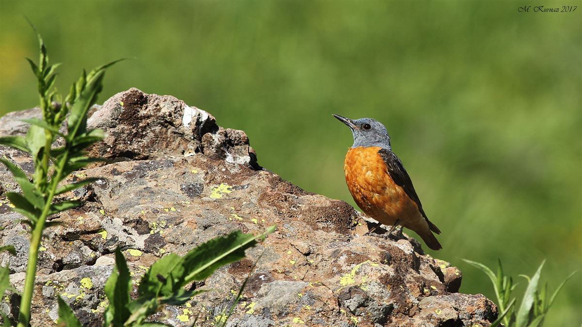 Common Rock Thrush