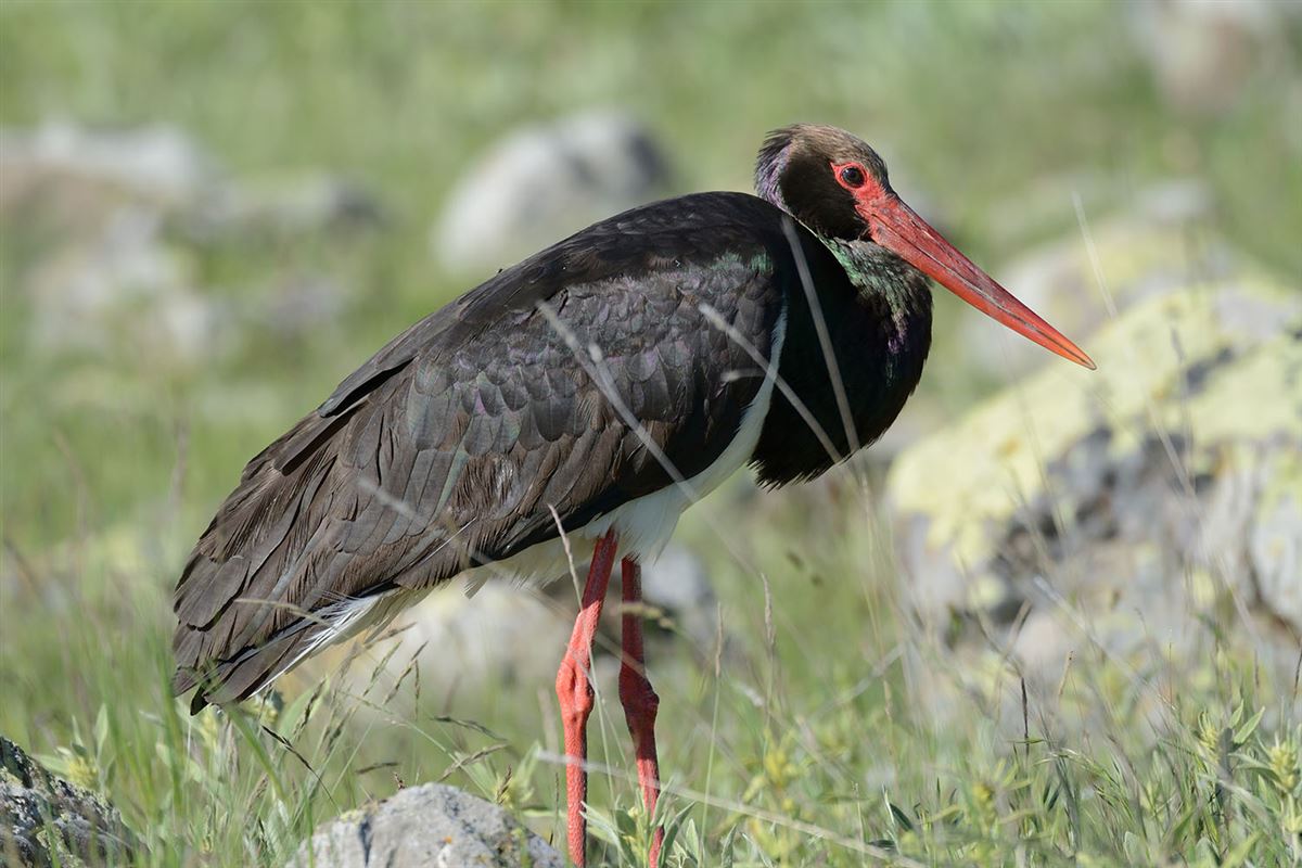 Black Stork