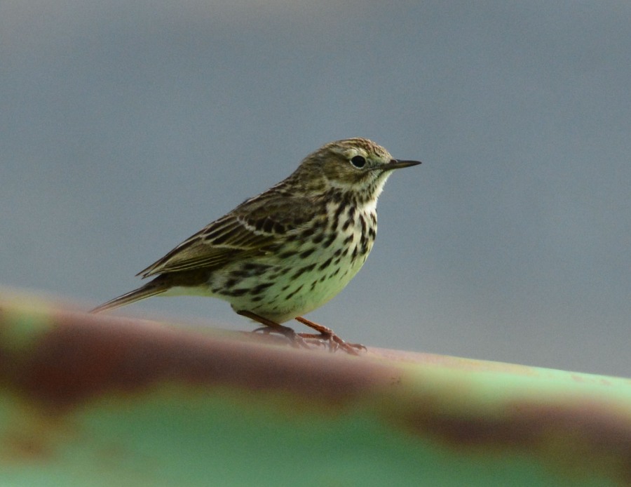 Buff-bellied Pipit