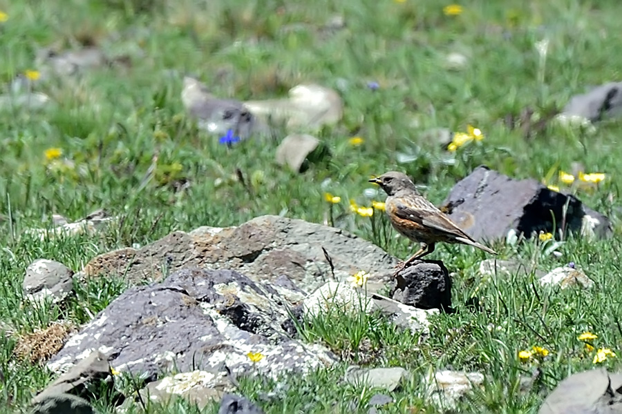 Alpine Accentor