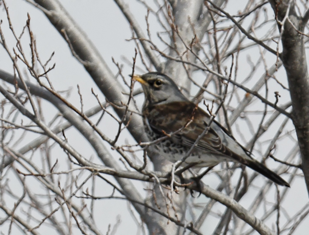 Fieldfare