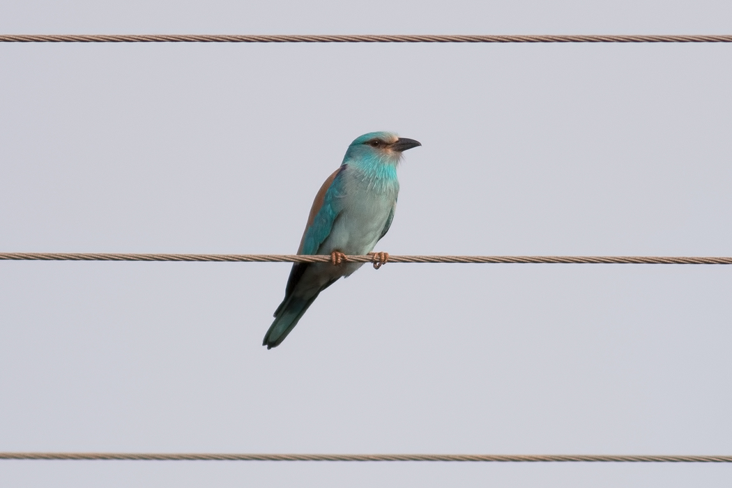 European Roller