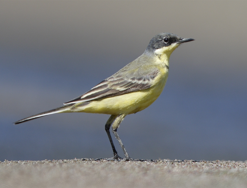 Western Yellow Wagtail