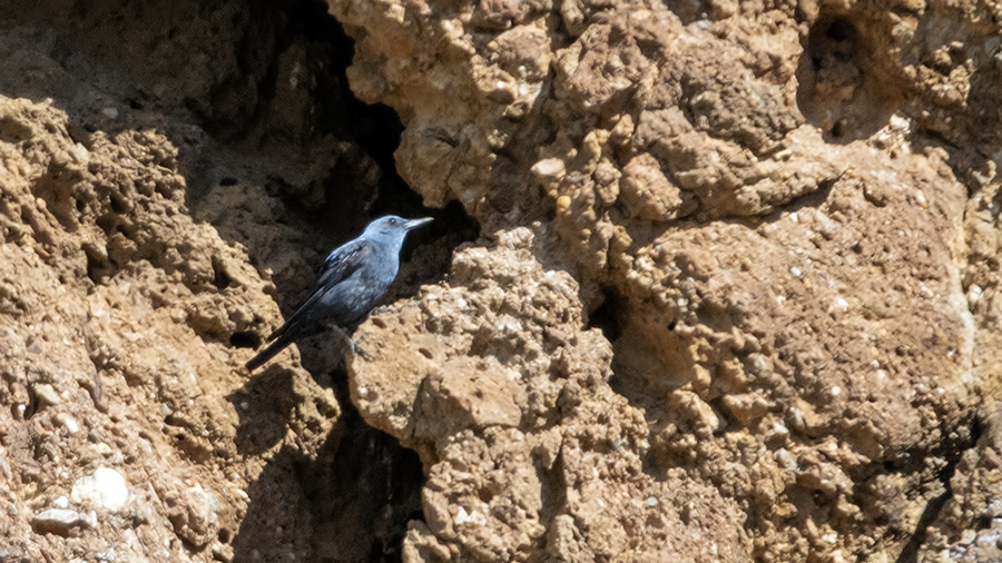 Blue Rock Thrush