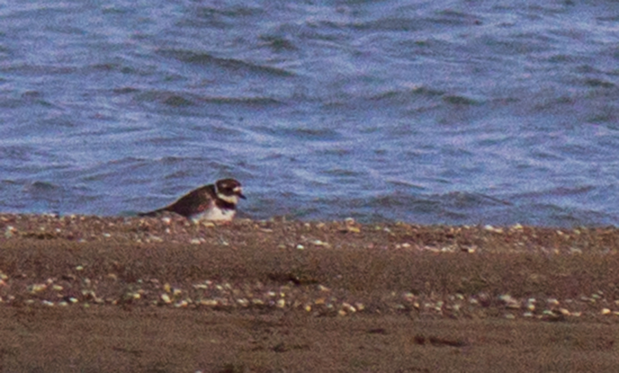 Common Ringed Plover