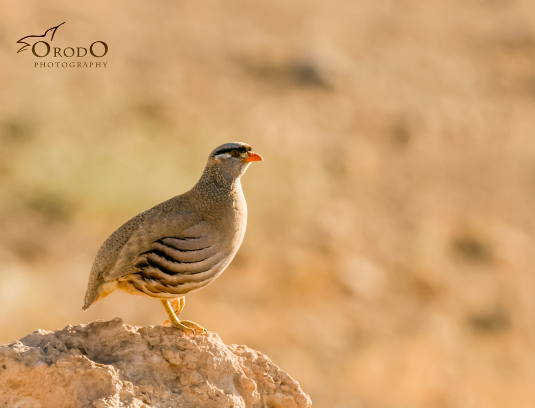 See-see Partridge
