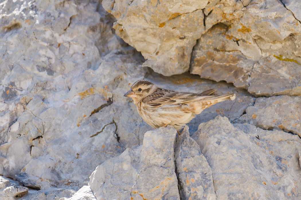 Rock Sparrow