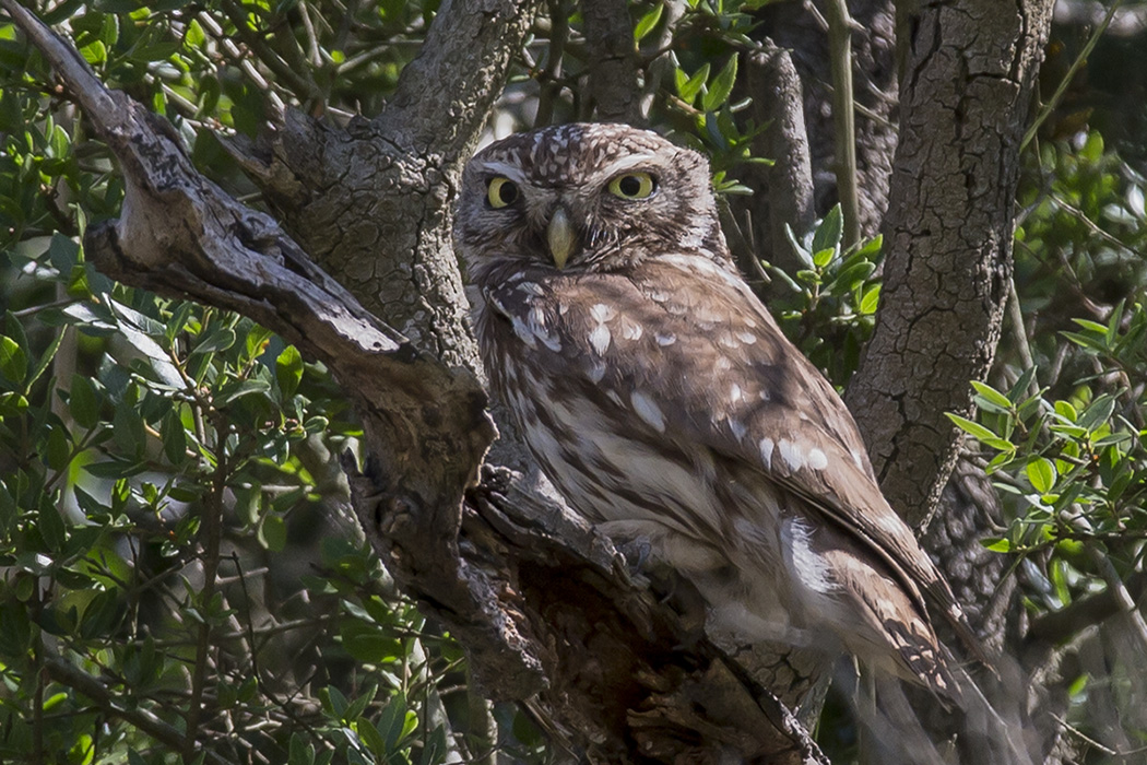 Little Owl