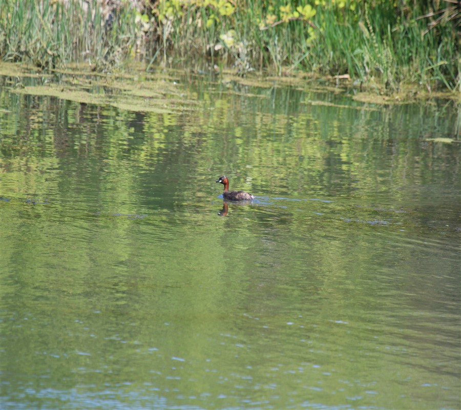 Little Grebe