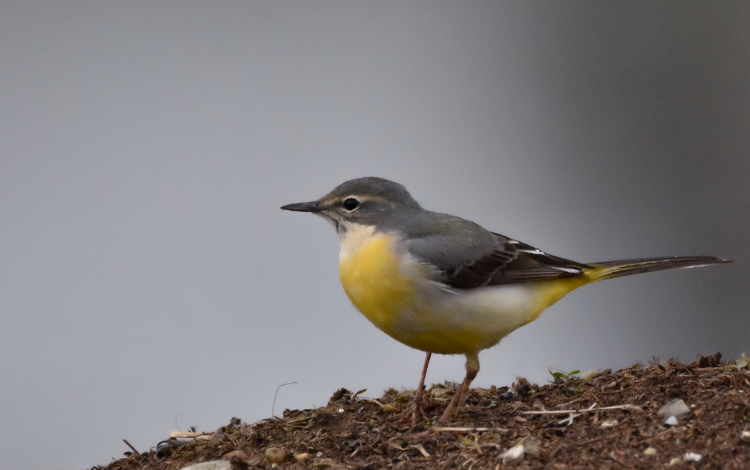 Grey Wagtail