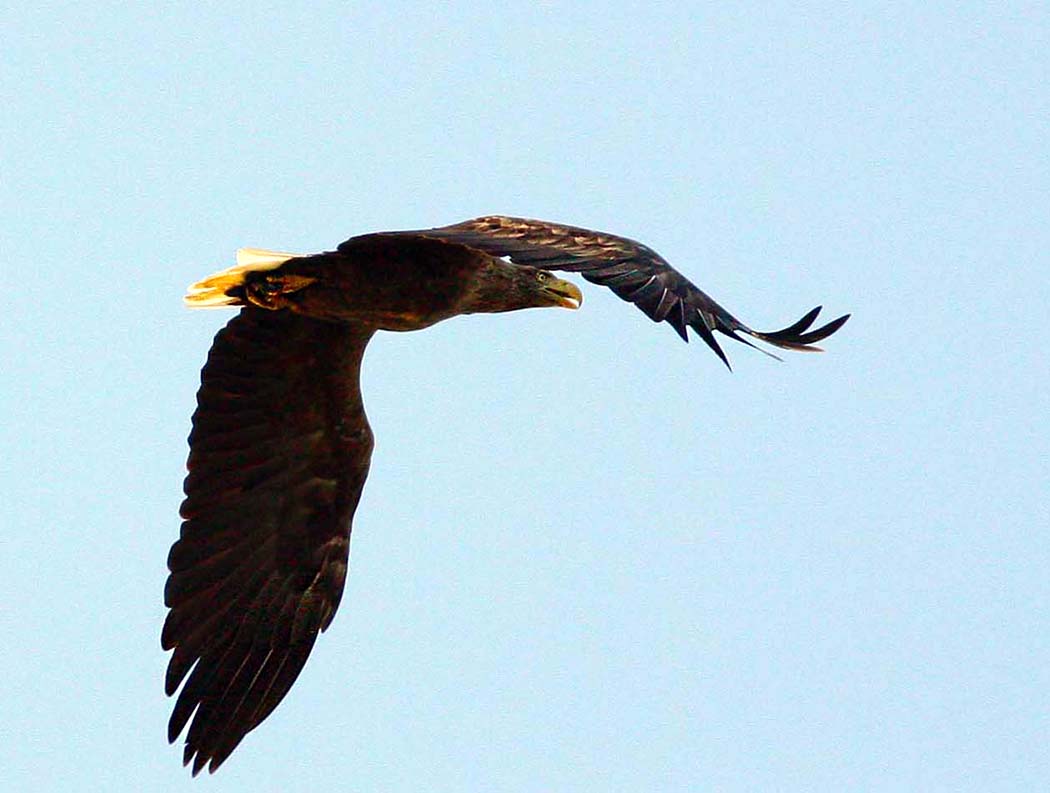 White-tailed Eagle