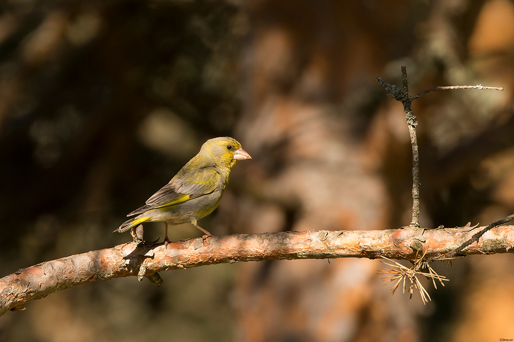 European Greenfinch