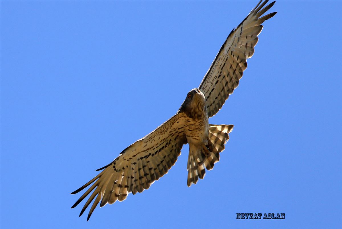 Short-toed Snake Eagle
