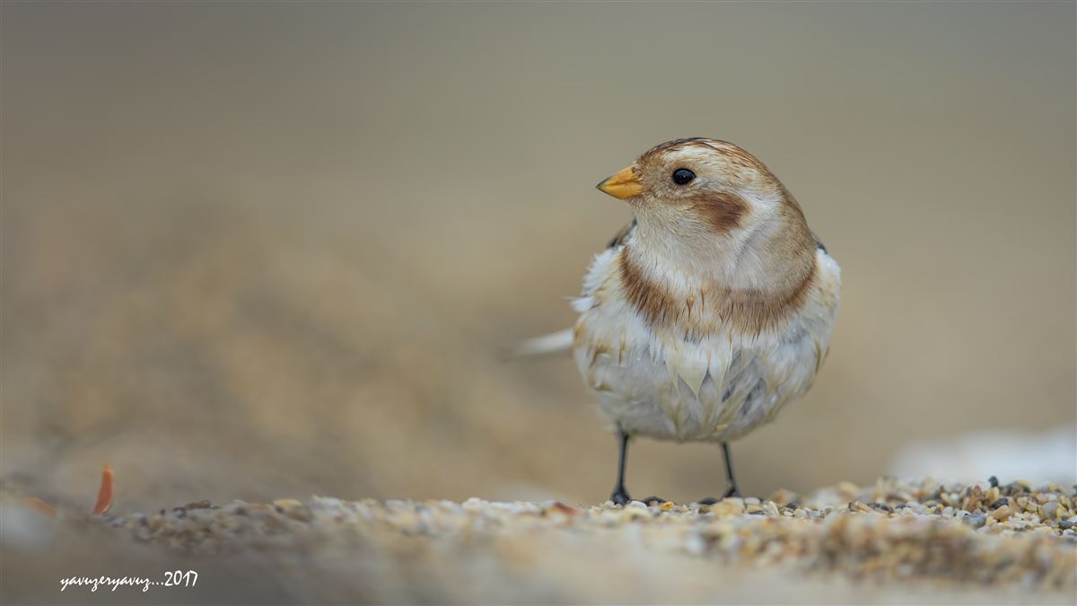 Snow Bunting
