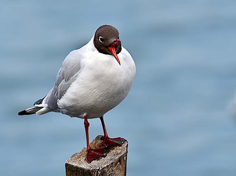 Black-headed Gull