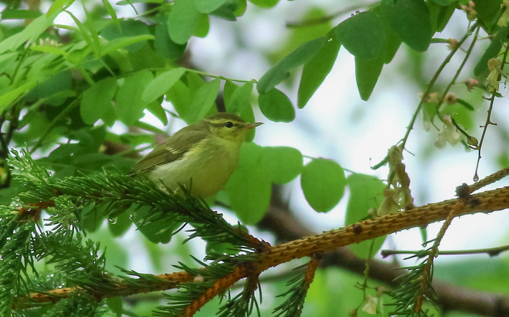 Green Warbler