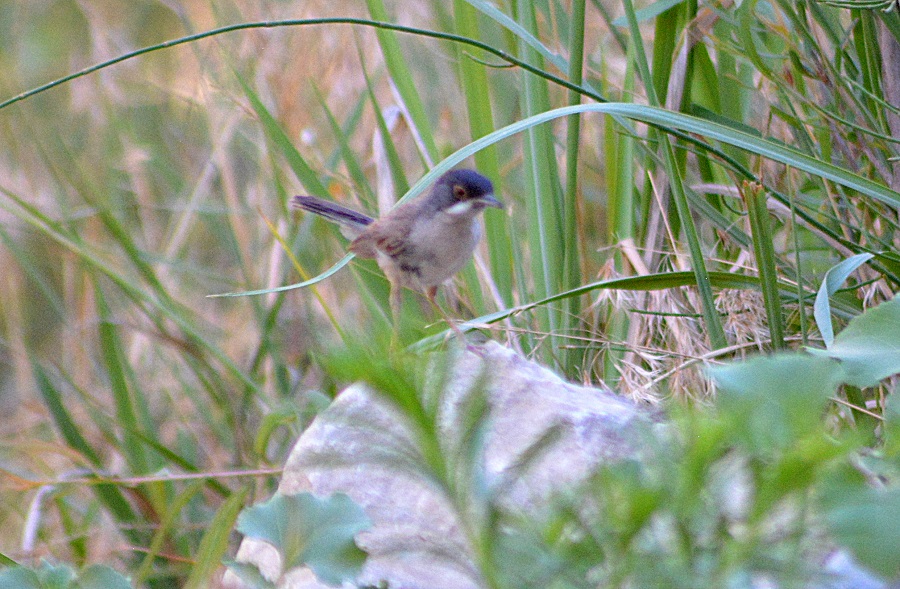 Menetries`s Warbler