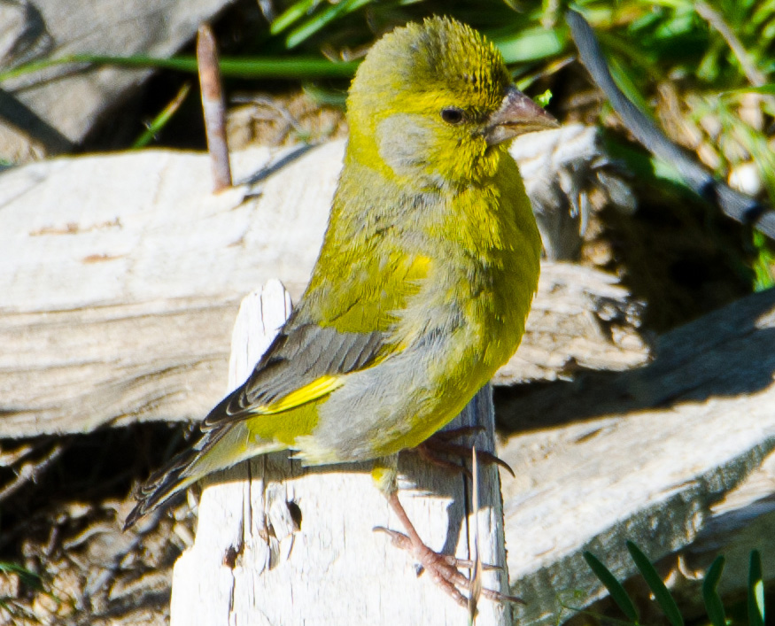 European Greenfinch