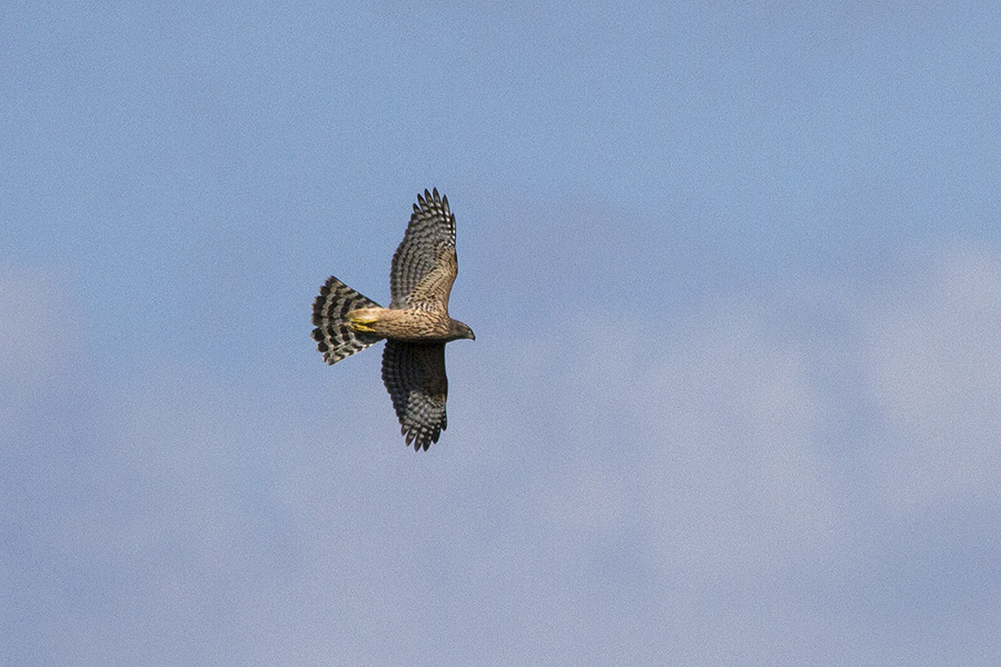 Eurasian Goshawk