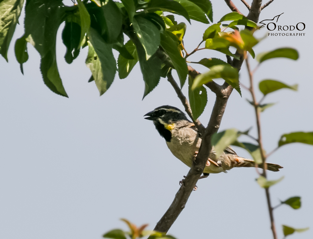 Dead Sea Sparrow