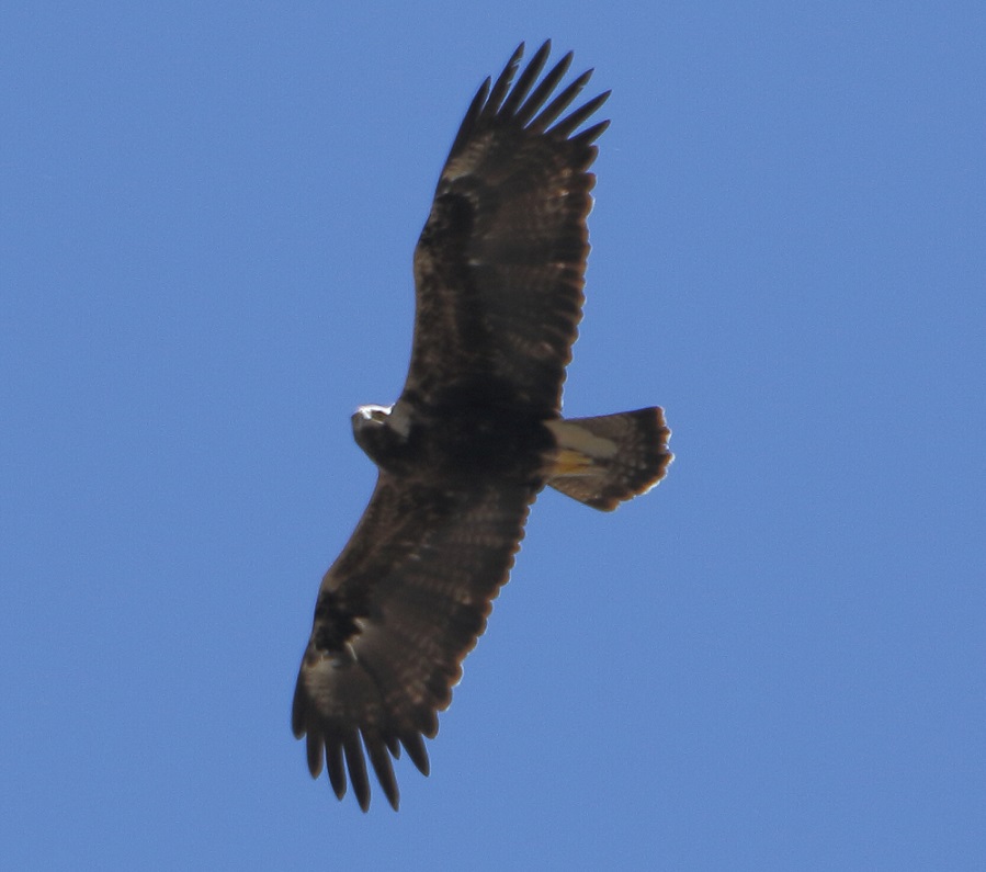 Şah Kartal