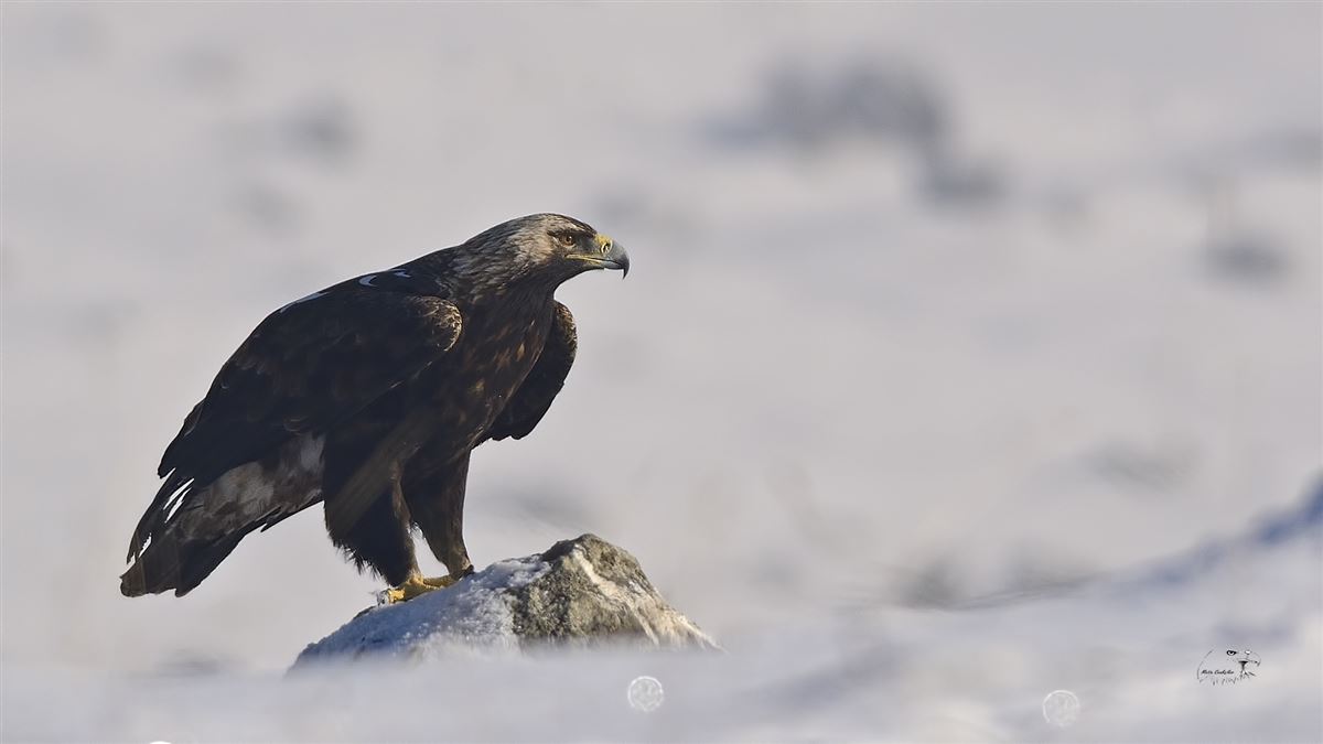 Şah Kartal