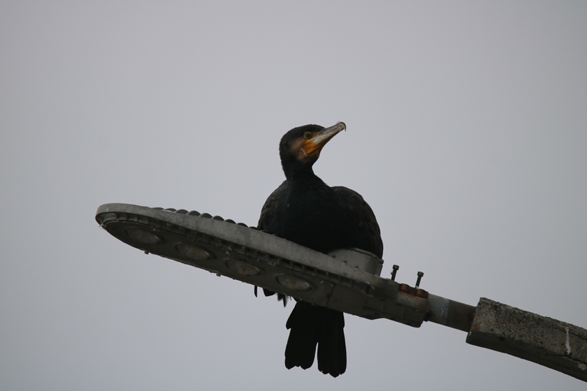 Great Cormorant