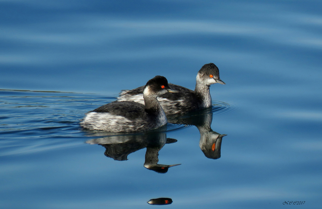 Black-necked Grebe