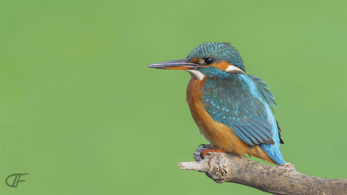 Common Kingfisher
