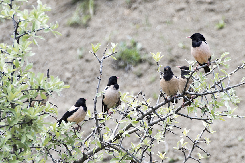 Rosy Starling