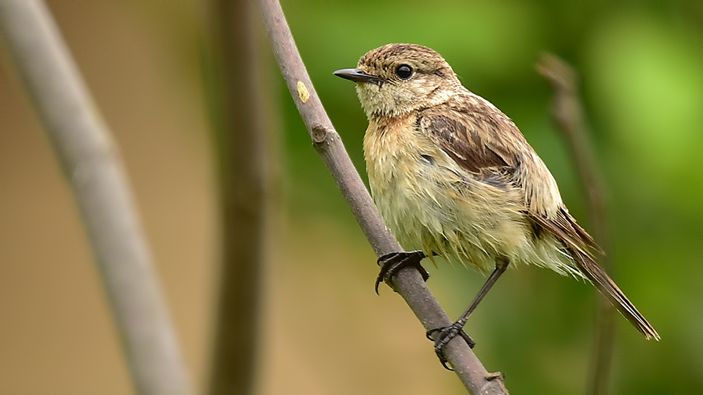 European Stonechat